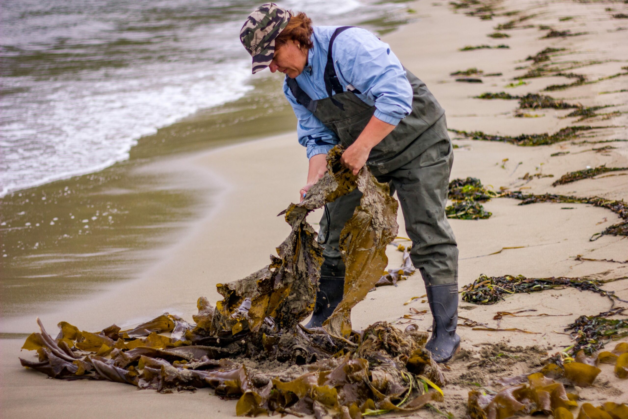 Harvesting-seaweed-Shutterstock Harvesting-seaweed-Shutterstock